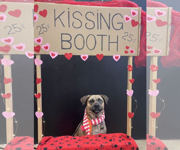 Medium Photo #2 Plott Hound-Unknown Mix Puppy For Sale in Rockaway, NJ, USA