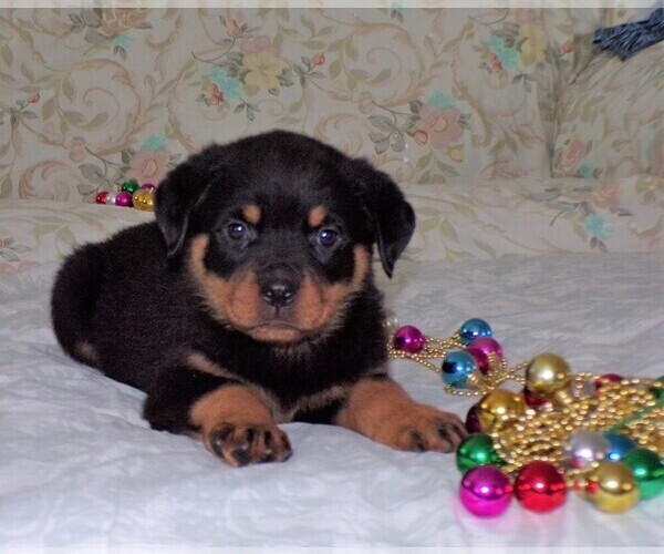 Medium Photo #4 Rottweiler Puppy For Sale in APPLE CREEK, OH, USA
