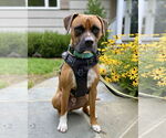 Small #2 Boxer