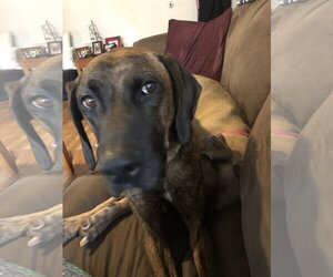 Daryl - Male Plott Hound-Unknown Mix Dog for Adoption - Photo #9