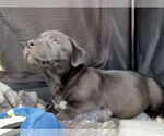 Small #5 Labrador Retriever Mix