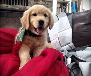 Golden Retriever Puppy for sale in MOSCOW, ID, USA