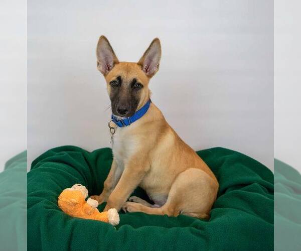Medium Photo #5 Mutt Puppy For Sale in Kennesaw, GA, USA