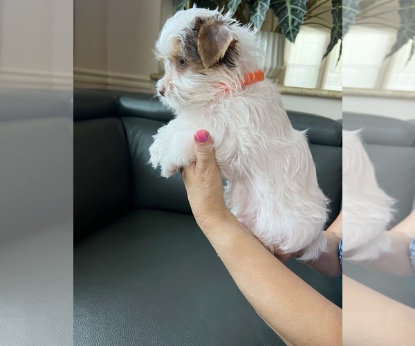 Medium Photo #6 Yorkshire Terrier Puppy For Sale in ROCKLIN, CA, USA