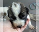 Small #1 Great Pyrenees Mix