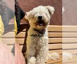 Small Poodle (Miniature)