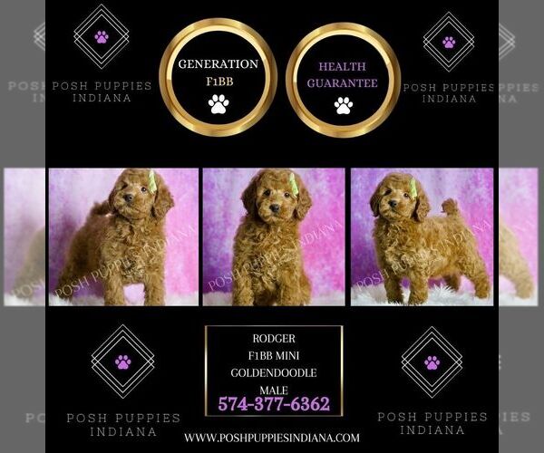 Medium Photo #2 Goldendoodle (Miniature) Puppy For Sale in WARSAW, IN, USA