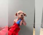 Small #9 Mutt