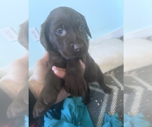 Medium Photo #3 Labrador Retriever Puppy For Sale in GIG HARBOR, WA, USA