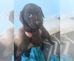 Small Photo #3 Labrador Retriever Puppy For Sale in GIG HARBOR, WA, USA