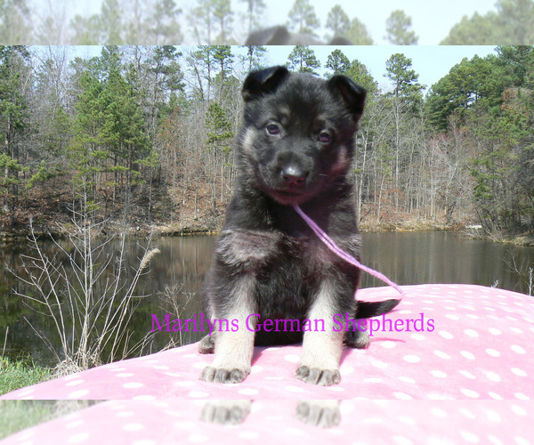 Medium Photo #5 German Shepherd Dog Puppy For Sale in PIEDMONT, MO, USA