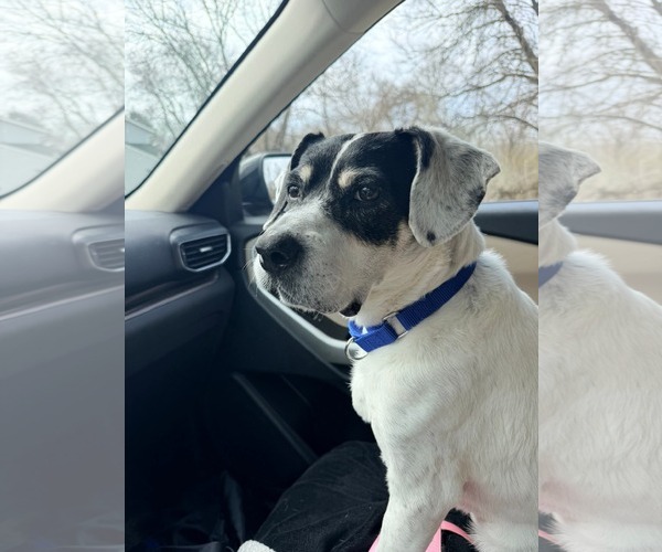 Medium Photo #8 Beagle-Unknown Mix Puppy For Sale in Rockaway, NJ, USA