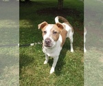 Small Photo #9 American Pit Bull Terrier Puppy For Sale in RUSTBURG, VA, USA