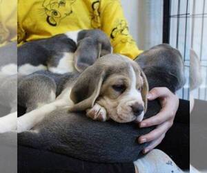 Doberman Pinscher Puppy for sale in BENSON, NE, USA