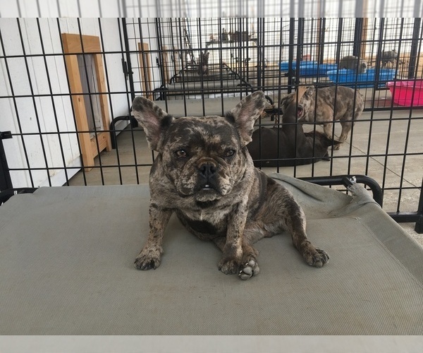 Medium Photo #1 French Bulldog Puppy For Sale in CORONA, CA, USA