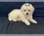 Small Photo #11 Maltipoo Puppy For Sale in HIGH POINT, NC, USA