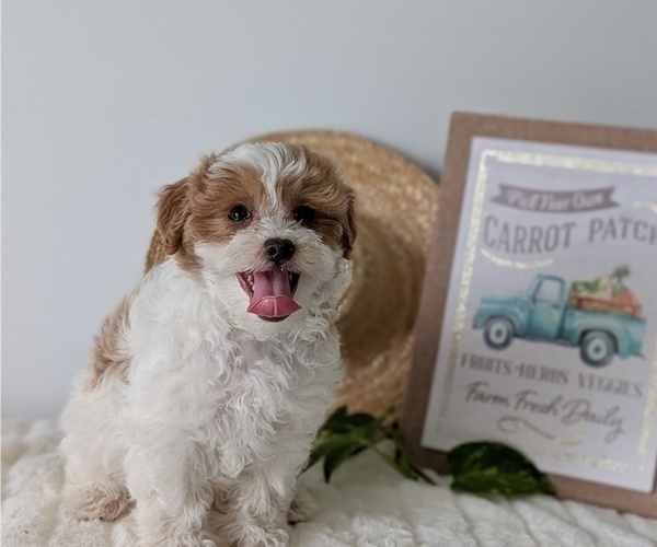 Medium Photo #10 Poovanese Puppy For Sale in GOSHEN, IN, USA