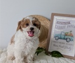 Small Photo #22 Poovanese Puppy For Sale in GOSHEN, IN, USA