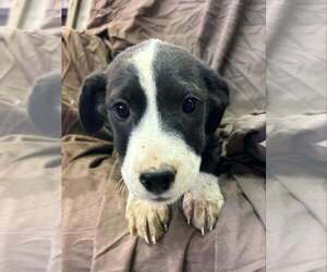 Johnson Rs : Roscoe - Male Australian Shepherd-Boxer Mix Dog for Adoption - Photo #3