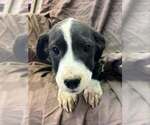Small Photo #3 Australian Shepherd-Boxer Mix Puppy For Sale in Aurora, IN, USA