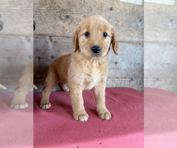 Medium Photo #15 Golden Retriever Puppy For Sale in VERMONTVILLE, MI, USA