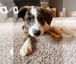 Small #1 Border-Aussie