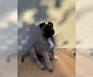Belgian Malinois Puppy for sale in SACRAMENTO, CA, USA
