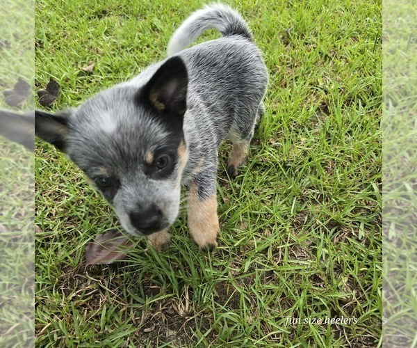 Medium Photo #2 Australian Cattle Dog Puppy For Sale in LAURINBURG, NC, USA