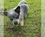 Small #1 Australian Cattle Dog