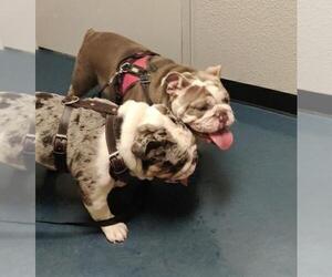 Father of the English Bulldog puppies born on 11/22/2022