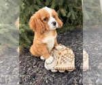 Small #3 Cavalier King Charles Spaniel-Miniature Bernedoodle Mix