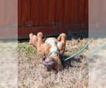 Small #3 Staffordshire Bull Terrier