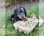 Small Photo #5 Dachshund Puppy For Sale in MIDDLEBURY, IN, USA