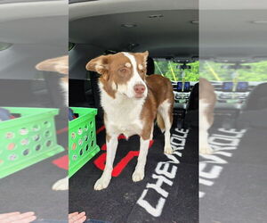Australian Shepherd-Huskies  Mix Dogs for adoption in Osgood, IN, USA