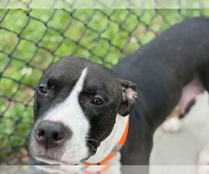 Bullboxer Pit Dogs for adoption in Tulsa, OK, USA