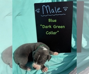 Great Dane Puppy for sale in MARSHVILLE, NC, USA