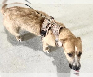 Cairn Terrier-Unknown Mix Dogs for adoption in Houston, TX, USA