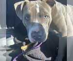 Small #1 American Staffordshire Terrier