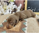 Small #4 Dachshund