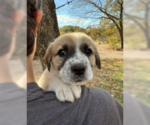 Small #1 Great Pyrenees Mix