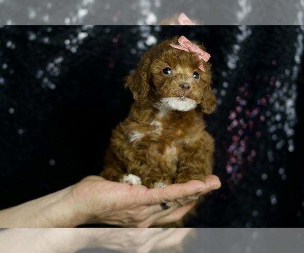 Medium Photo #2 Poodle (Toy) Puppy For Sale in WARSAW, IN, USA