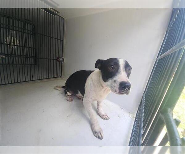 Medium Photo #1 Rat Terrier-Unknown Mix Puppy For Sale in Houston, TX, USA