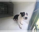 Small Rat Terrier Mix