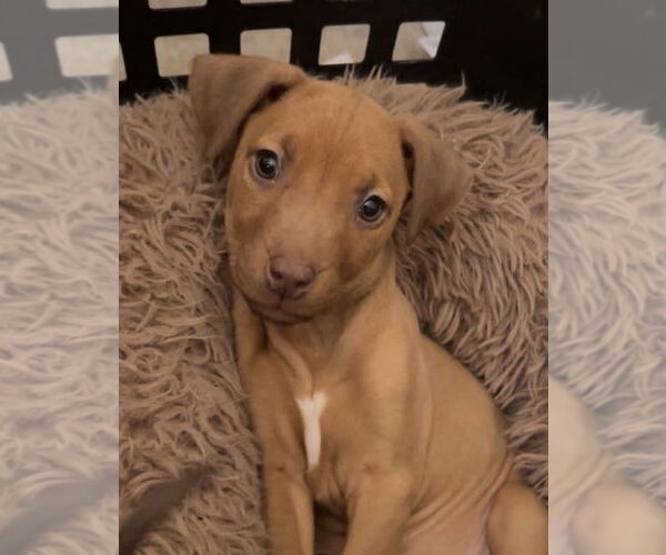 Medium Photo #1 American Pit Bull Terrier-Unknown Mix Puppy For Sale in Germantown, OH, USA