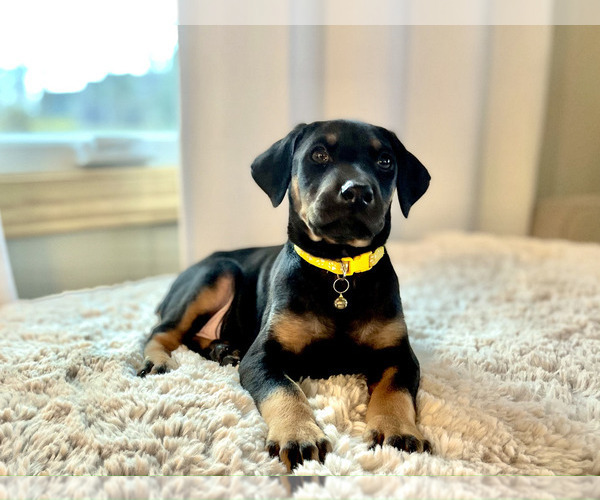 Medium Photo #1 Doberman Pinscher Puppy For Sale in REINHOLDS, PA, USA