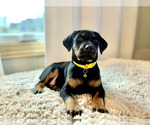 Small Photo #1 Doberman Pinscher Puppy For Sale in REINHOLDS, PA, USA