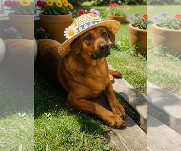 Medium Photo #3 Black Mouth Cur-Unknown Mix Puppy For Sale in McKinney, TX, USA