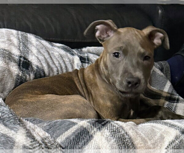 Medium Photo #14 American Pit Bull Terrier-Unknown Mix Puppy For Sale in Holly Springs, NC, USA