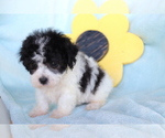 Small Photo #4 Bichpoo Puppy For Sale in SHILOH, OH, USA