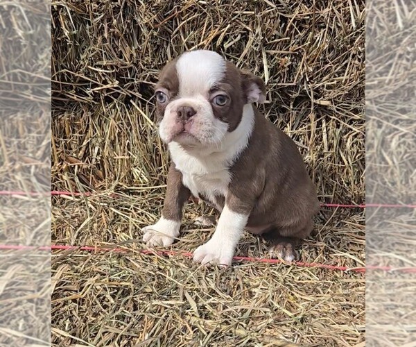 Medium Photo #3 Boston Terrier Puppy For Sale in JASONVILLE, IN, USA